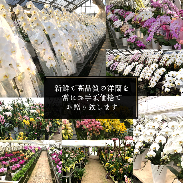 \"ＧＷ最終価格即日発送\" 美品　Eleonore（flower） 30000円～ エレガントフラワー